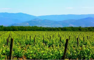 CALDO: SOS COLTIVAZIONI: <br> PIOGGIA DIMEZZATA (-51%)