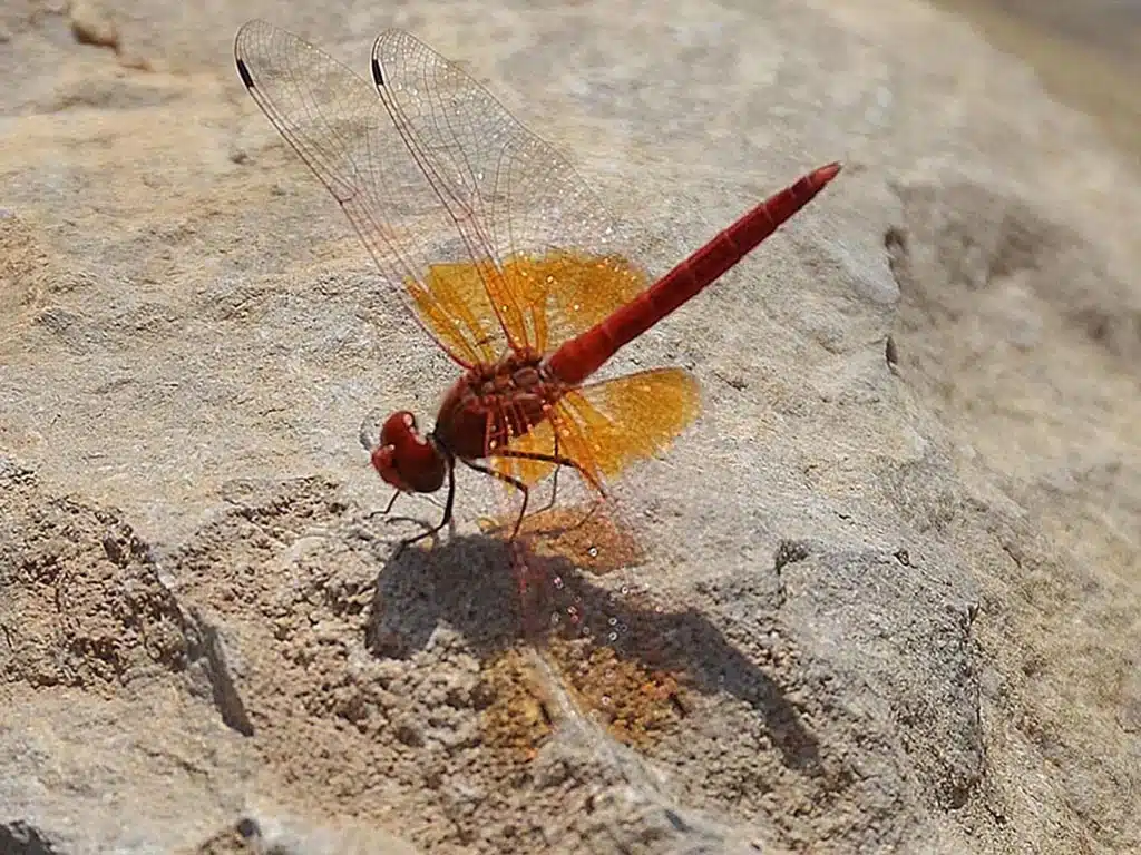 233 - Libellula a wadi Bani Khalid - Oman