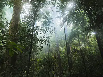 MADE IN ITALY, DOCUMENTARIO-DENUNCIA SU DEFORESTAZIONE TROPICALE