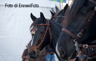 Fieracavalli 2025: edizione piÃ¹ internazionale di sempre, presenze da 79 paesi