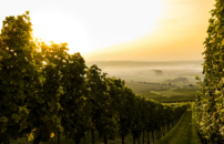 Eno-agroalimentare, lâAgenzia Ice organizza workshop 