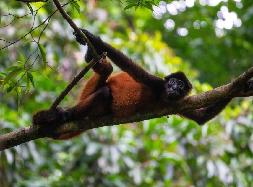 Scimmia urlatrice - Guatemala