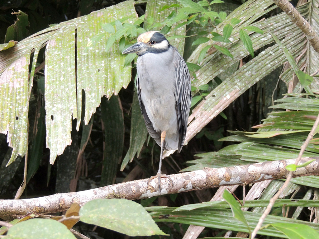 416 - Parco Tortuguero - Costa Rica