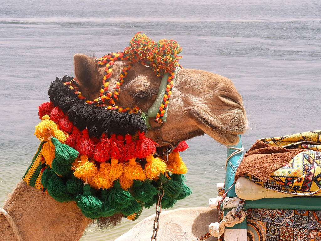 06 - Cammello ad Aswan - Egitto