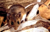 HANTAVIRUS, PER ORA <BR> A DILAGARE Eâ LâALLARME