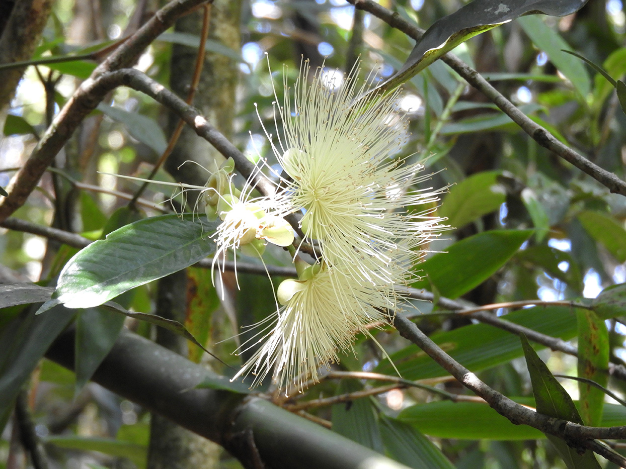 14 - Fiore di Melarosa - Madagascar