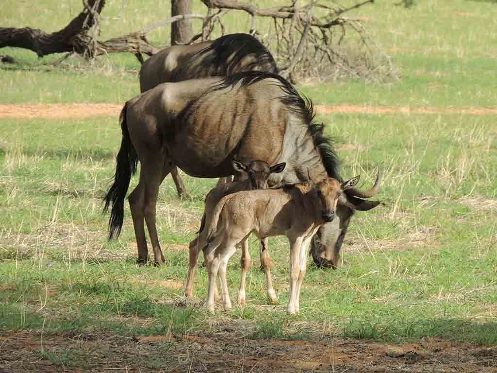 133 - Kalahari - Namibia