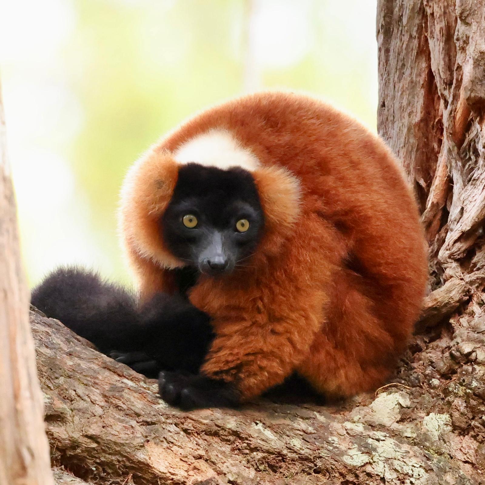 04 - Lemure Vari Rosso - Madagascar