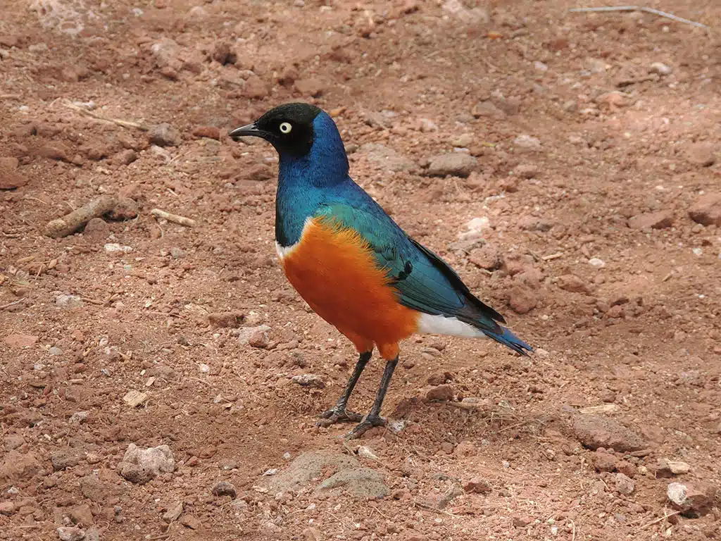 78 - Lake Manyara - Tanzania