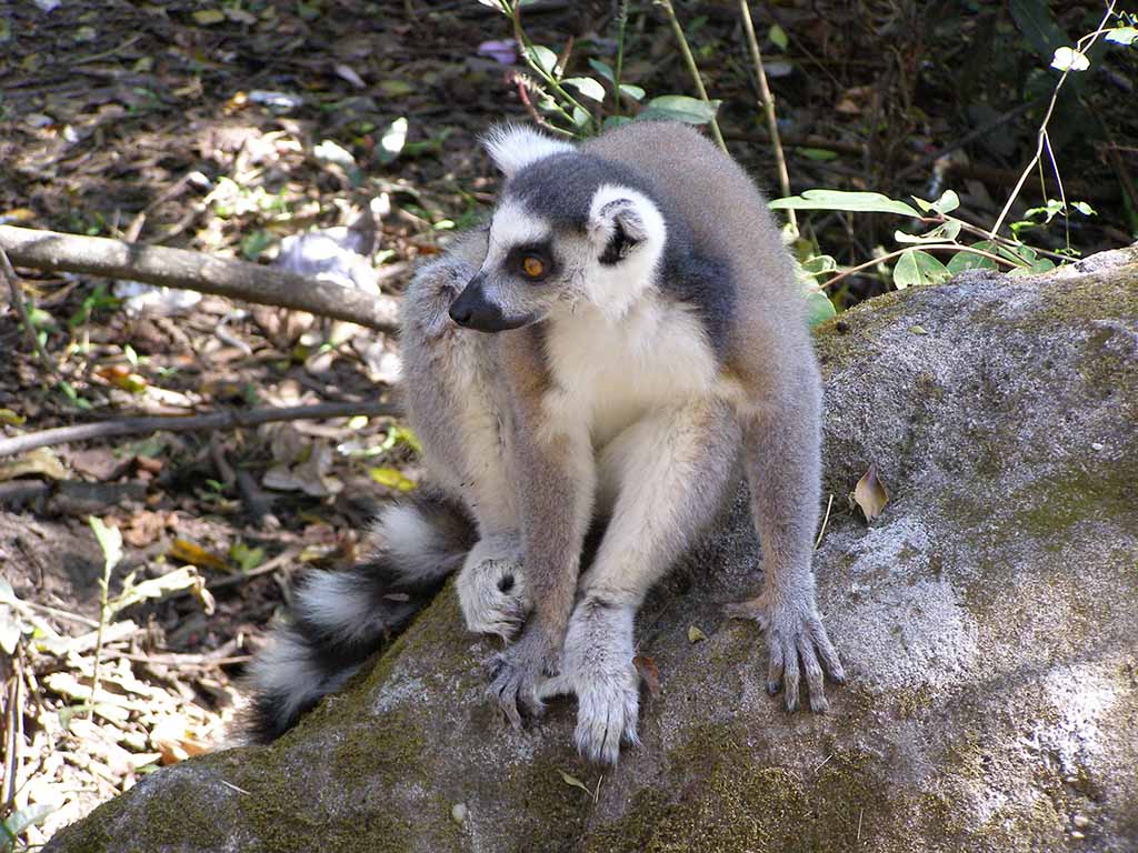 333 - Lemure catta dalla coda ad anelli - Madagascar