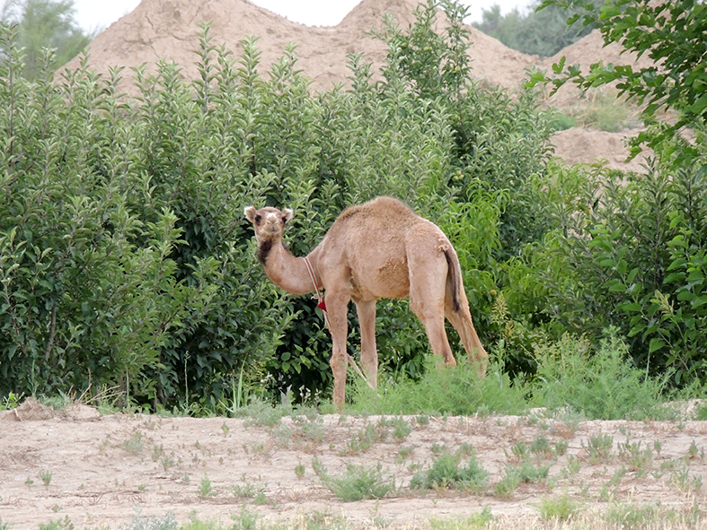 760 - Cucciolo di dromedario - Uzbekistan