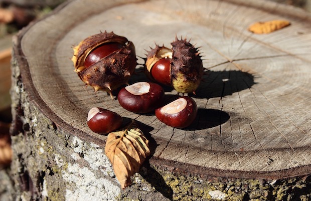 CASTAGNE, MENO 25% <BR> MA QUALITA’ OTTIMA