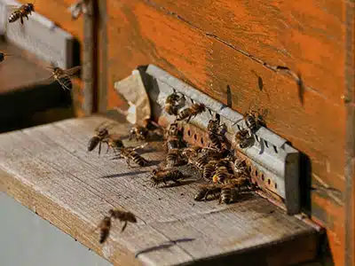 Anche le api si distanziano: lo rivela uno studio italiano 
