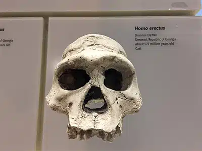 A TAVOLA CON LâHOMO ERECTUS: ECCO I MINI-UTENSILI DI PIETRA