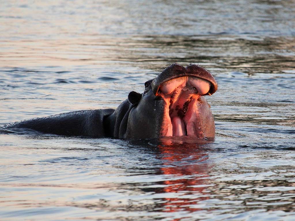 736 - Ippopotamo sul fiume Zambesi/2 - Botswana