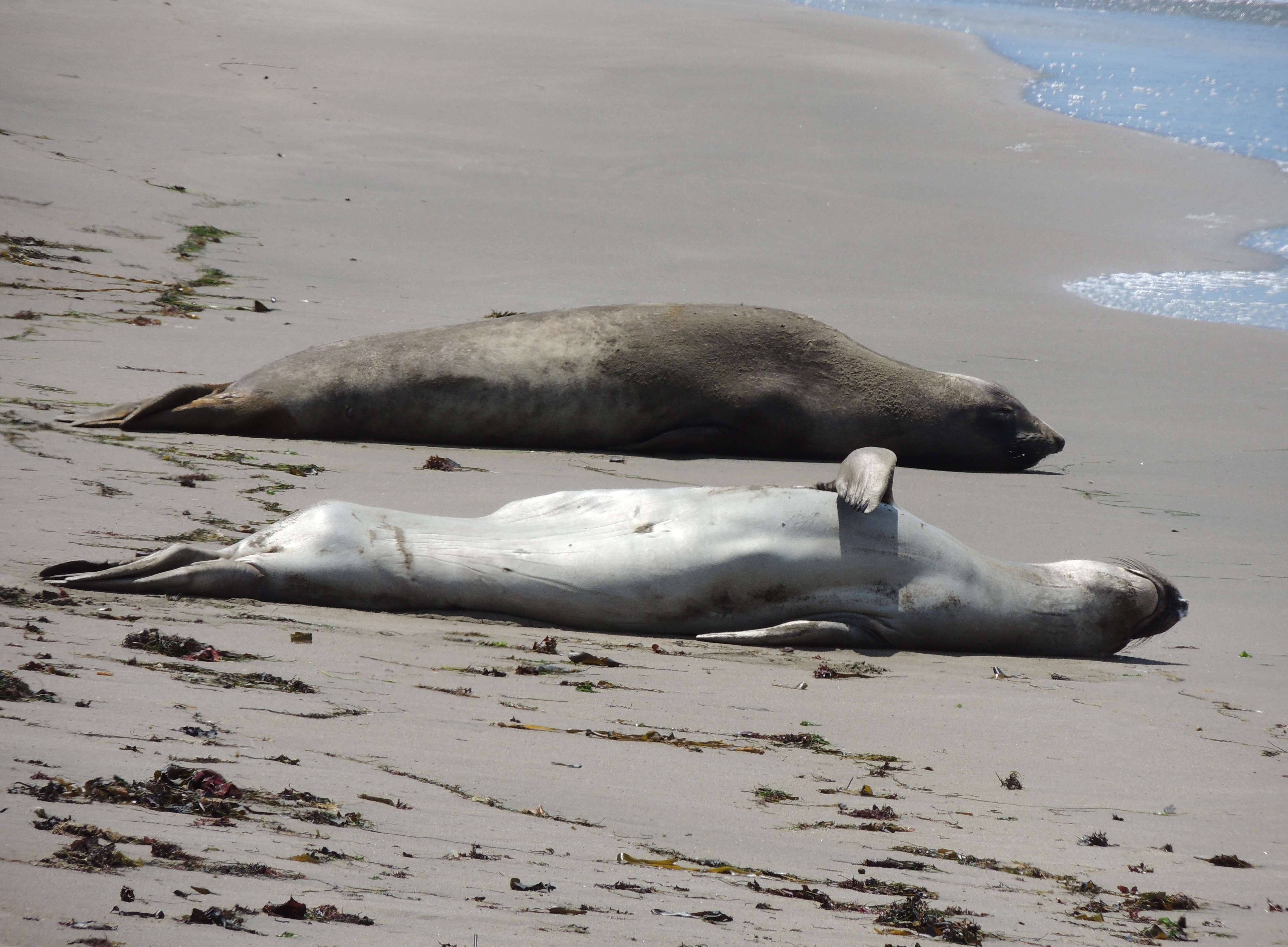Foche elefante nelle spiagge californiane - USA