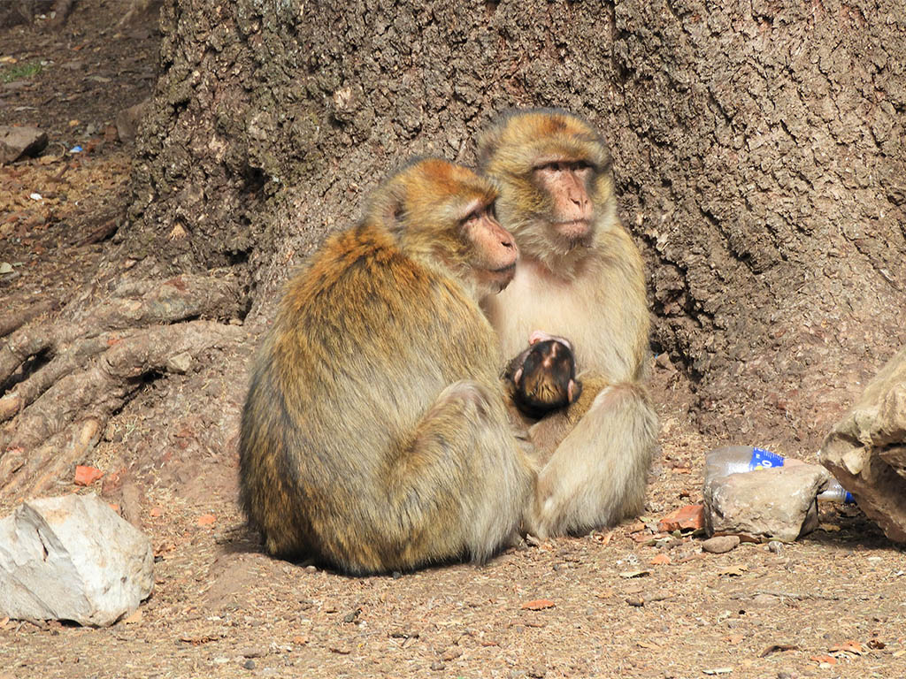 1172 - Macachi nella foresta del Parco Nazionale di Ifrane - Marocco