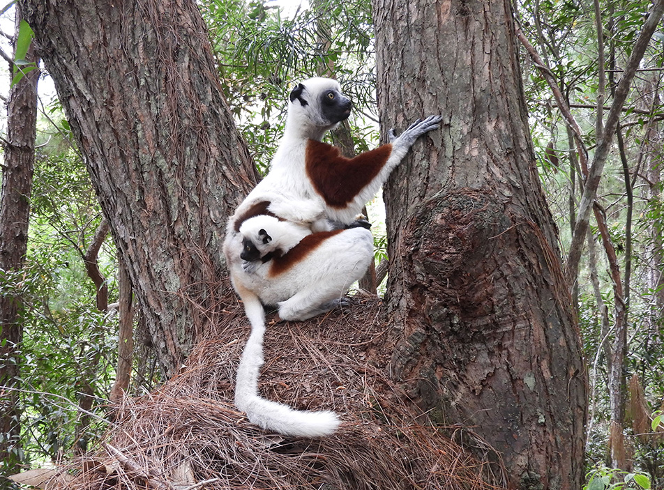 05 - Lemure Sifaka di Coquerel con cucciolo - Madagascar