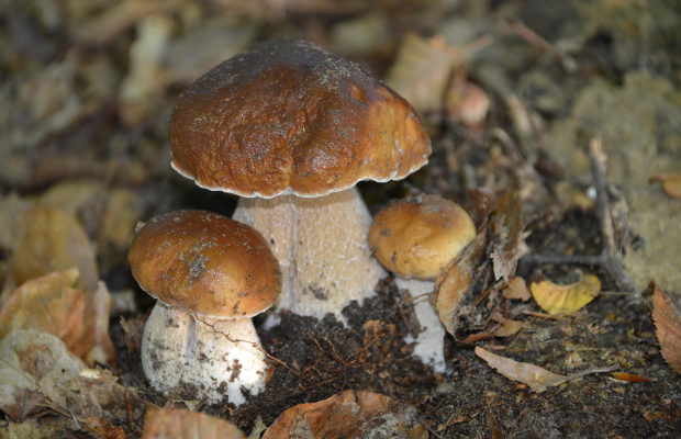 CALDO, COLDIRETTI: <BR> SCATTA CACCIA AI PORCINI