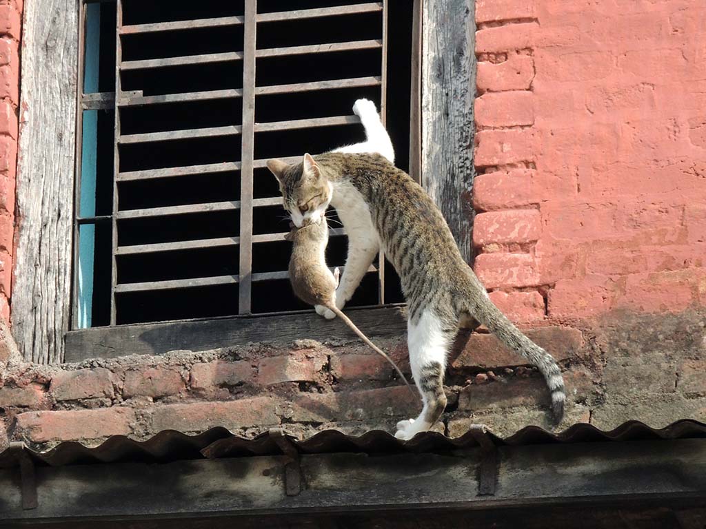 921 - Caccia grossa presso il tempio Swayambhunath a Kathmandu - Nepal