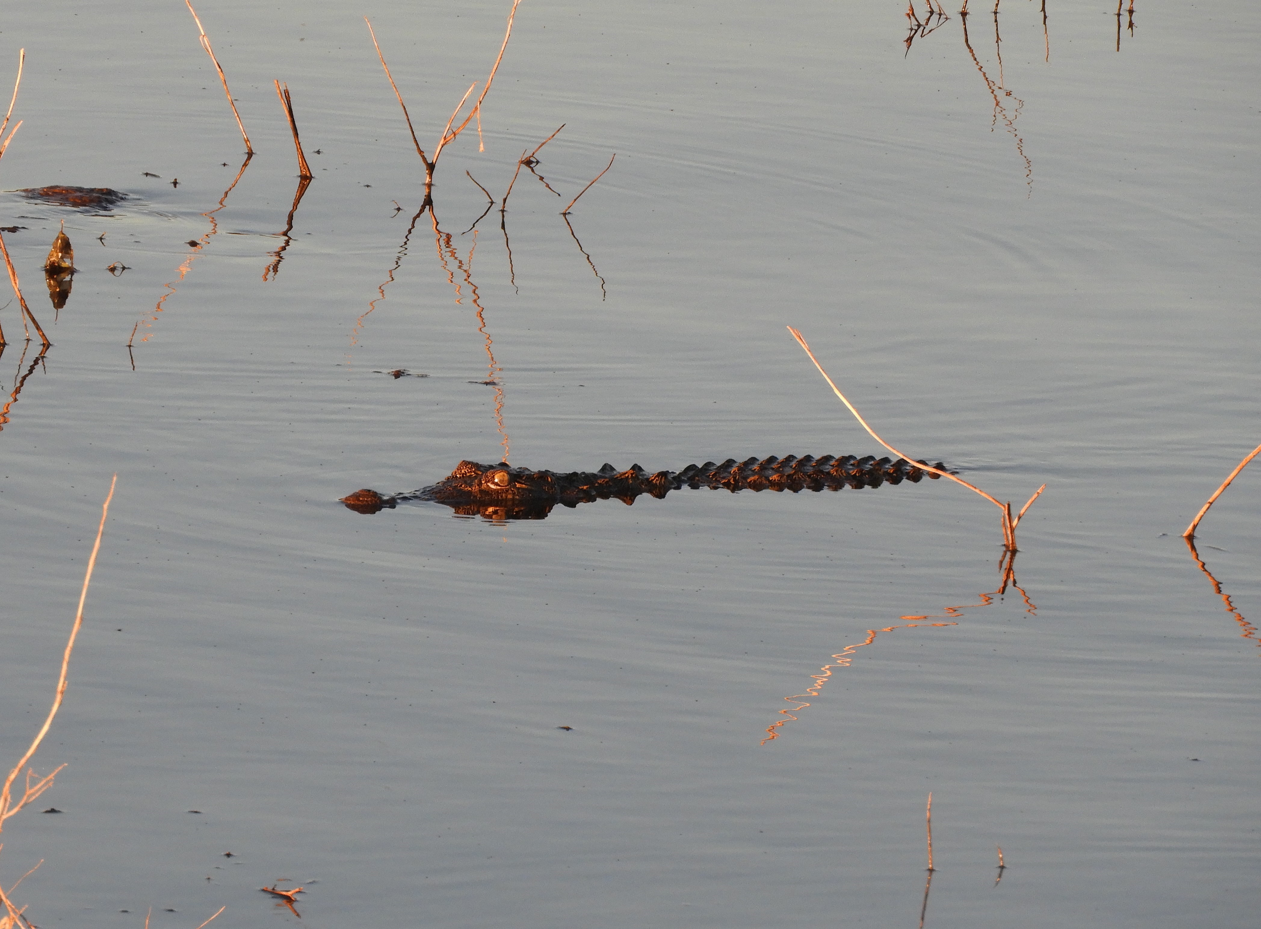 Coccodrillo nel fiume Zambesi - Botswana