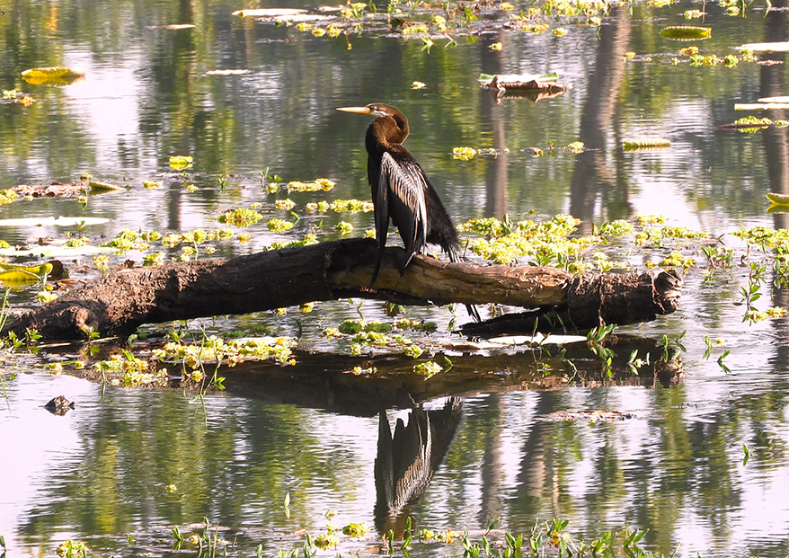   Grande cormorano nel Parco Nazionale di Chitwan - Nepal