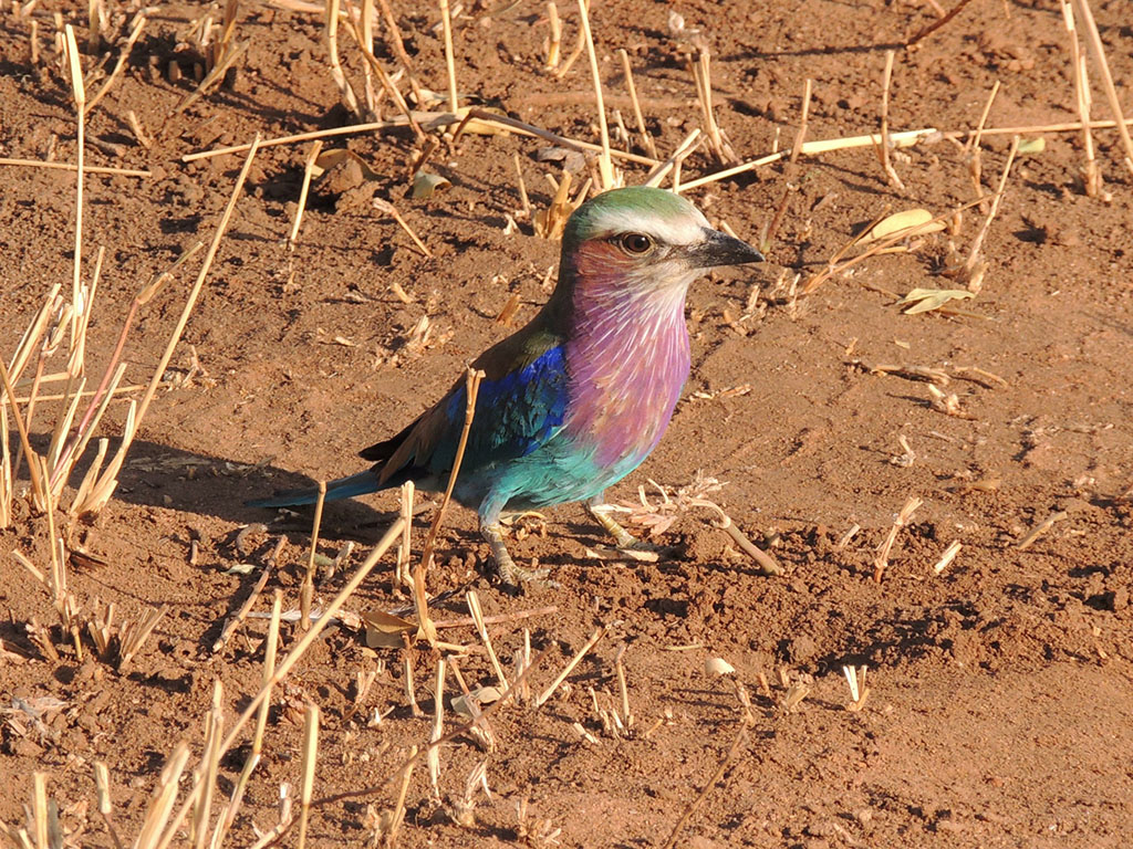 96 - Tarangire National Park - Tanzania