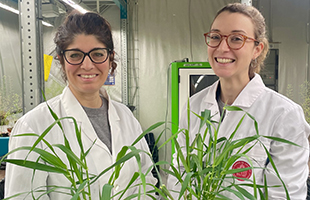 La genomica e lâadattamento al clima: cosÃ¬ lâorzo riesce a germinare anche dopo un allagamento