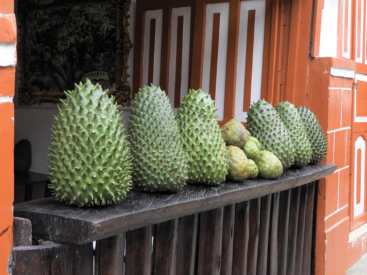 1115 - Guanabana frutta locale - Colombia