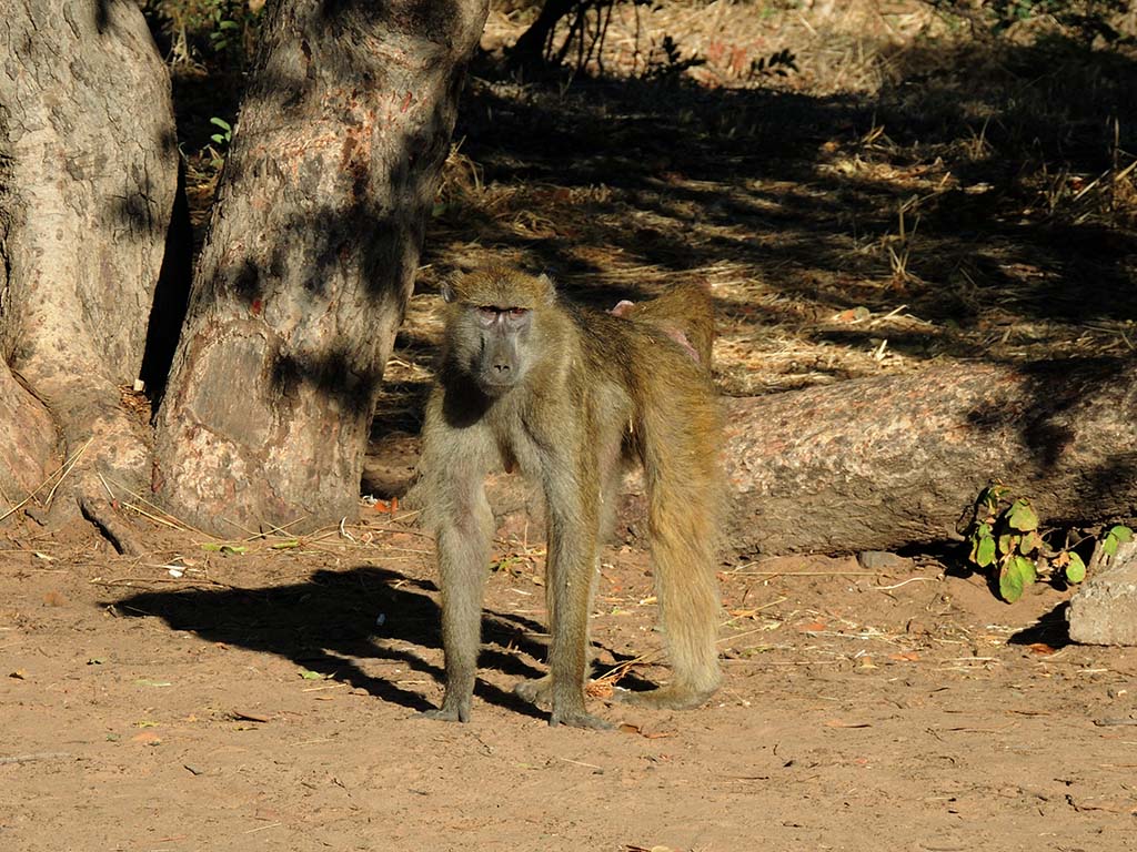 733 - Babbuino - Botswana