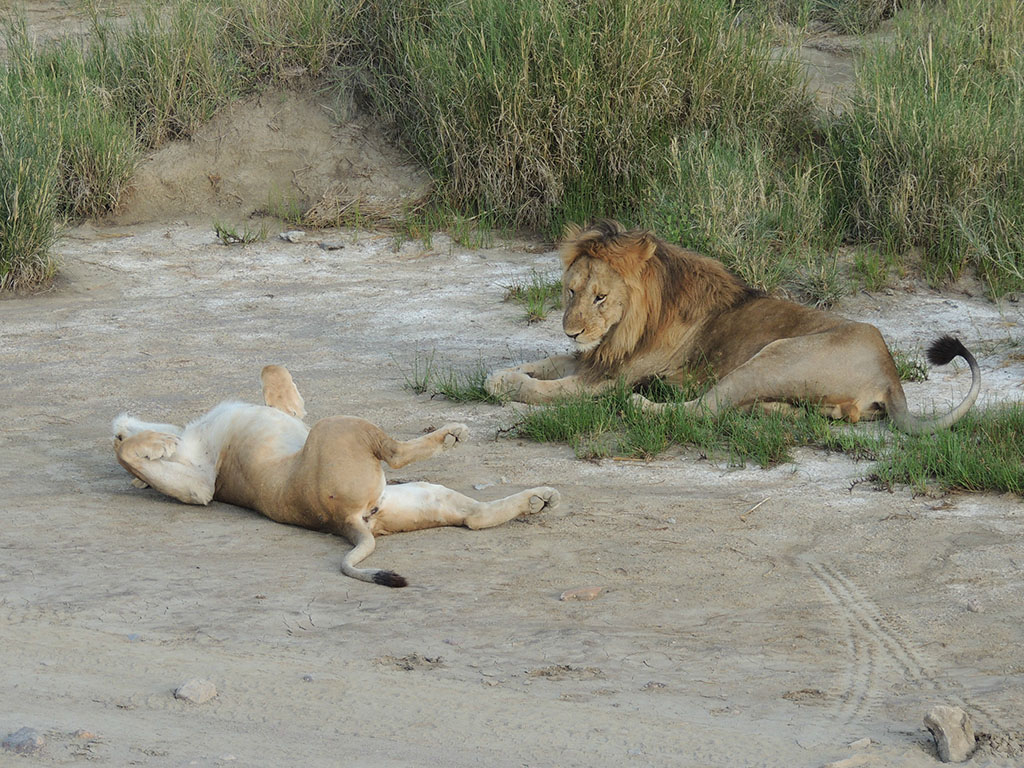 91 - Serengeti National Park - Tanzania