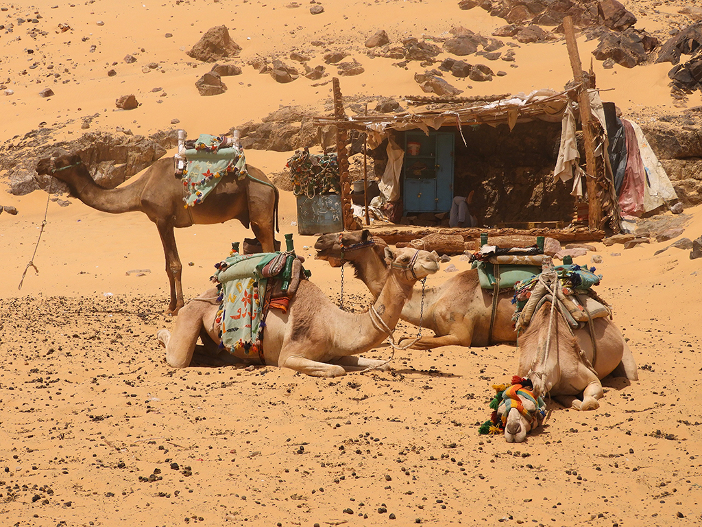 05 - Cammelli con tenda beduina ad Aswan - Egitto