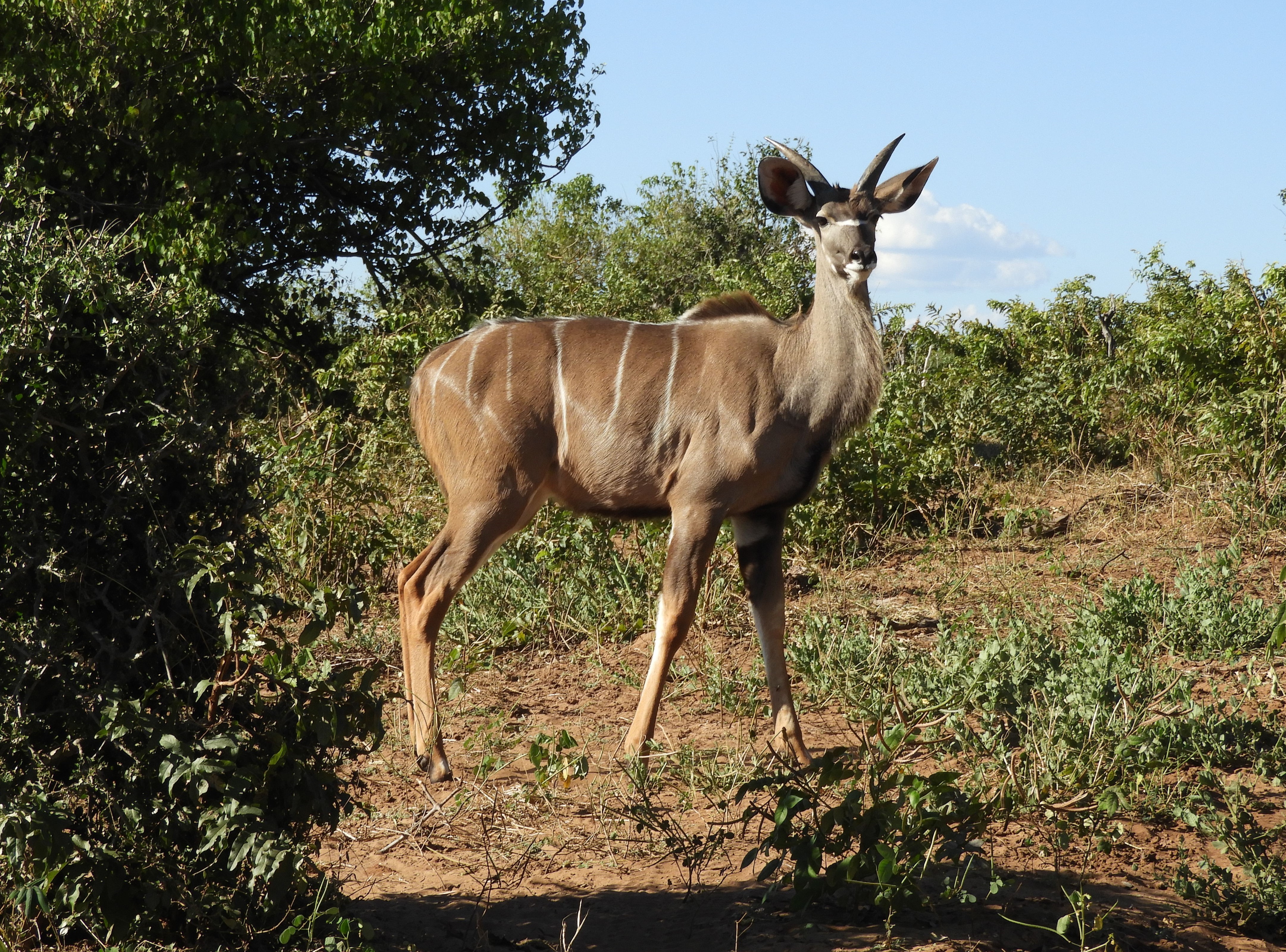 Kudu nel Parco Nazionale del Chobe - Botswana