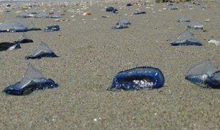 ESTATE: RITORNA IL âMETEO-MEDUSEâ DEL MENSILE FOCUS