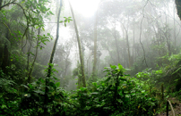 Researchers analyze COP30 decisions and climate insights from the Amazon