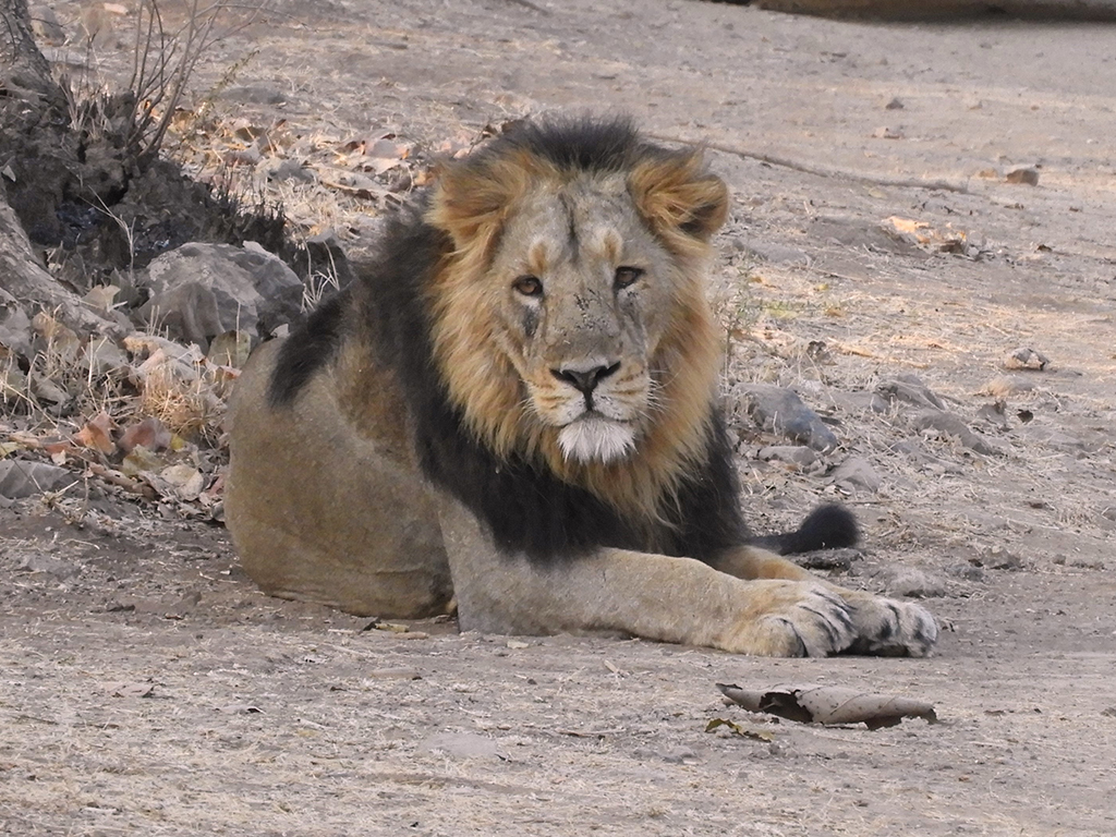 014 - Leone asiatico presso il Sasan Gir National Park - Gujarat