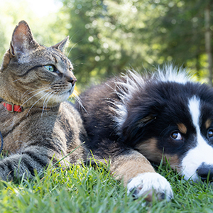 Italy approves landmark animal protection law with harsher penalties and new rights