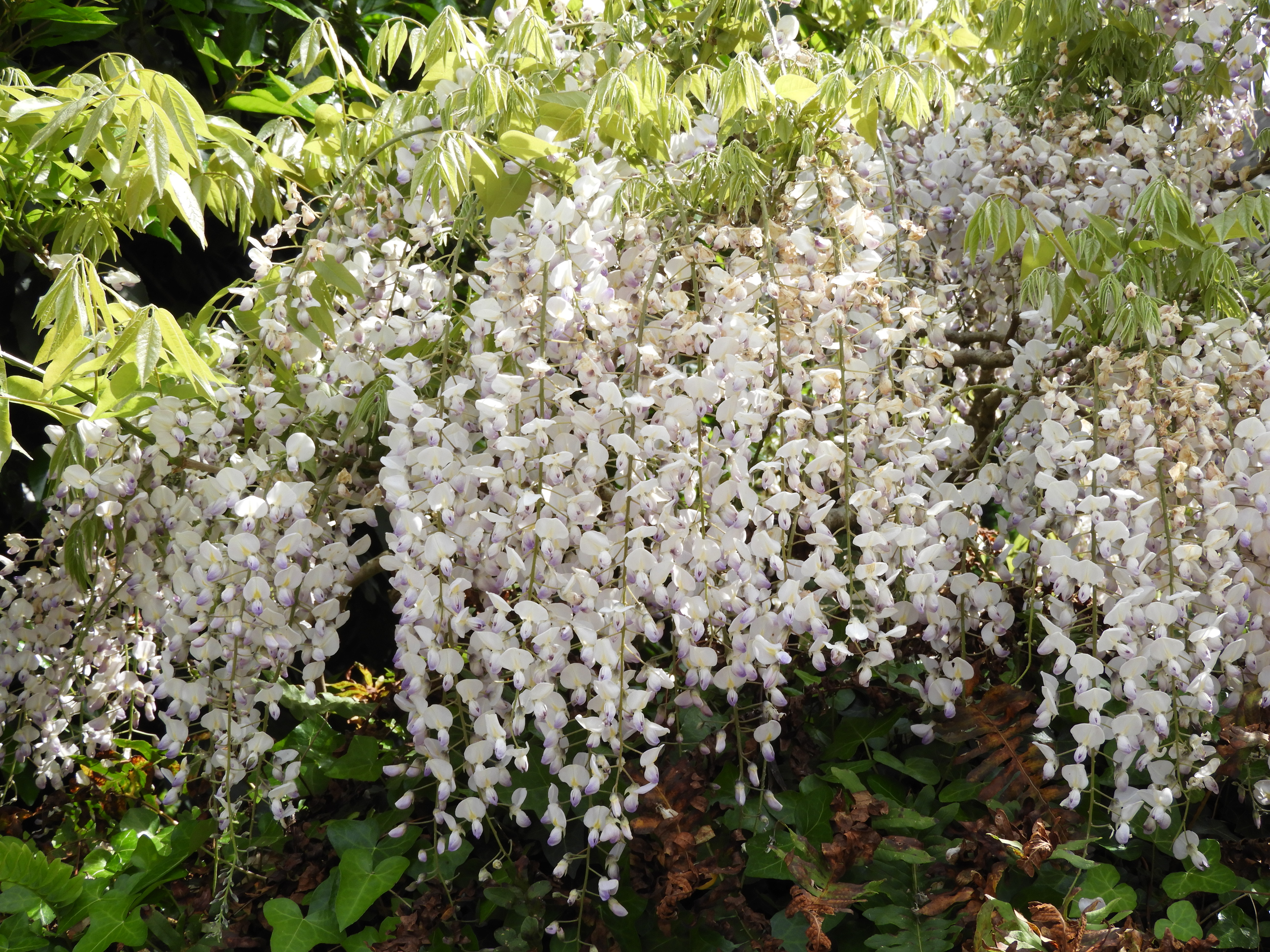 1197 - 015 - Fiori nel villaggio di Locronan - Francia