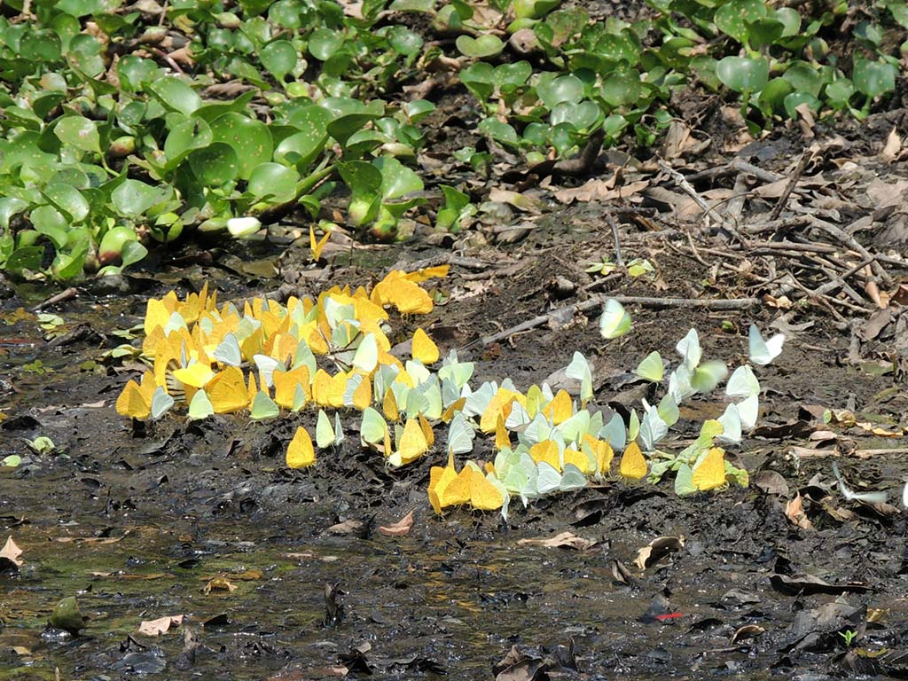 518 - Farfalle nel Parco del Pantanal - Brasile