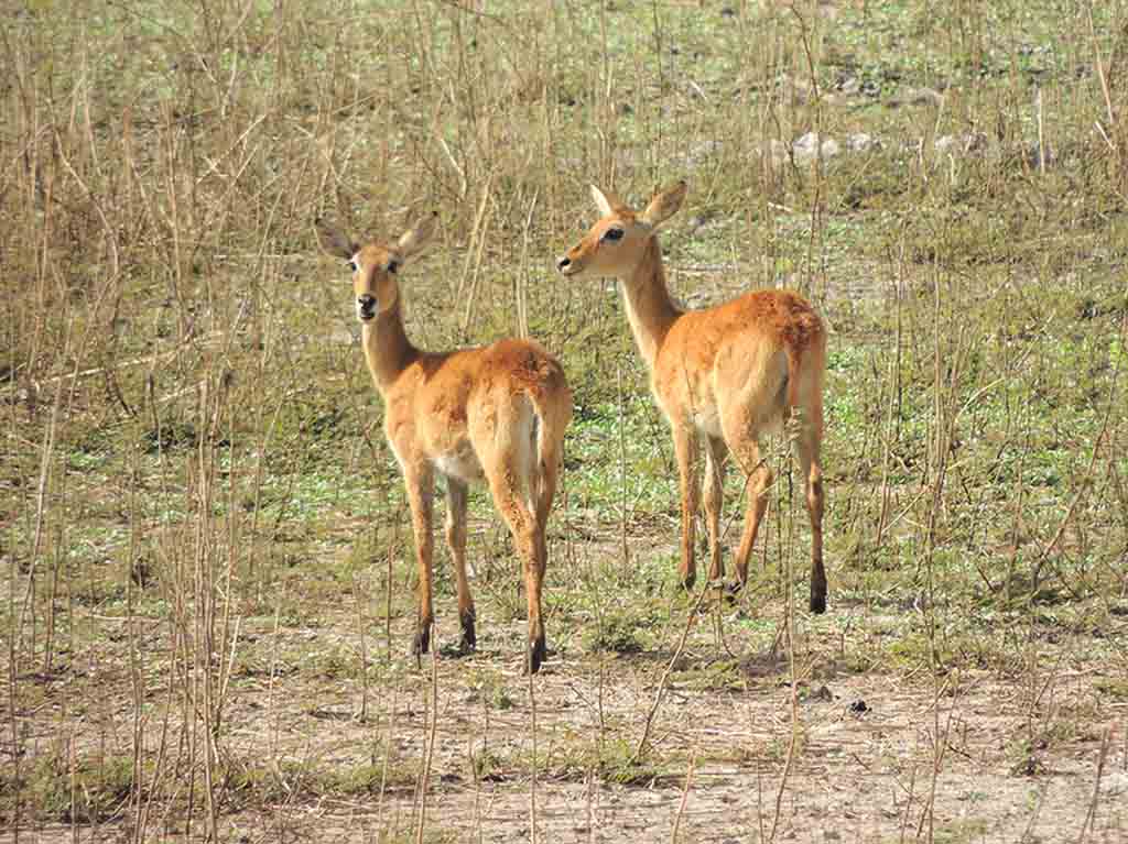 215 - Wassadou parco Niokolo Koba - Senegal