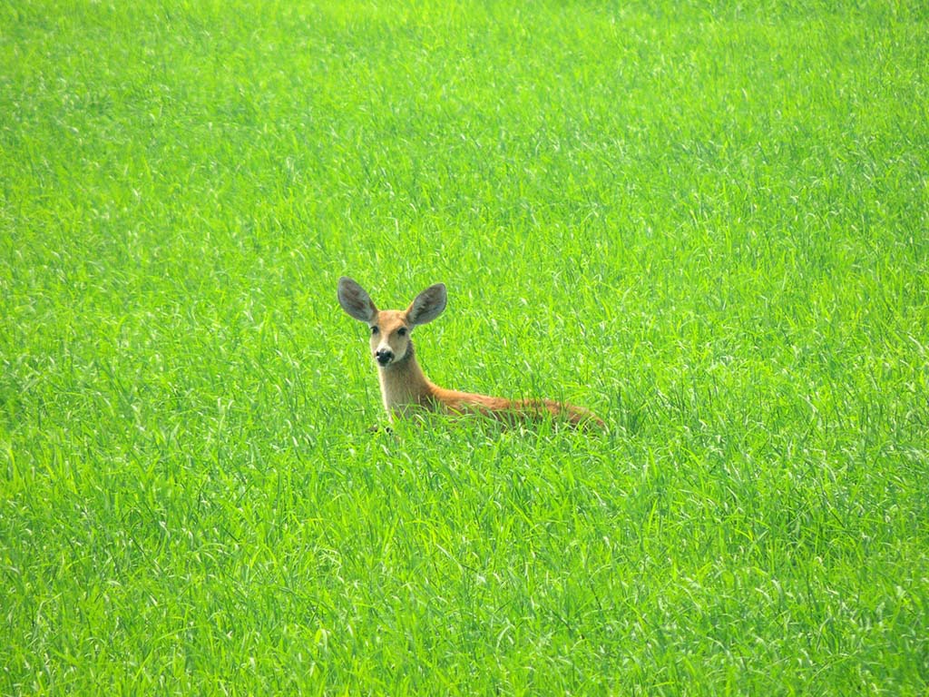 517 - Cervo nel Parco del Pantanal - Brasile