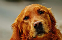 CANI, SENTENZA: <BR> MEMBRI DELLA FAMIGLIA 