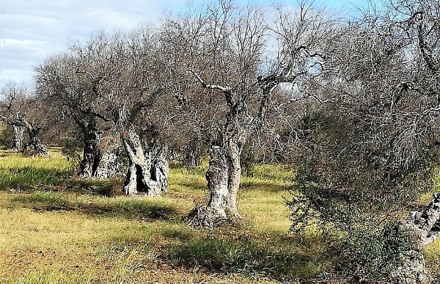XYLELLA, WWF: ECCO <BR> DI CHI E’ LA COLPA