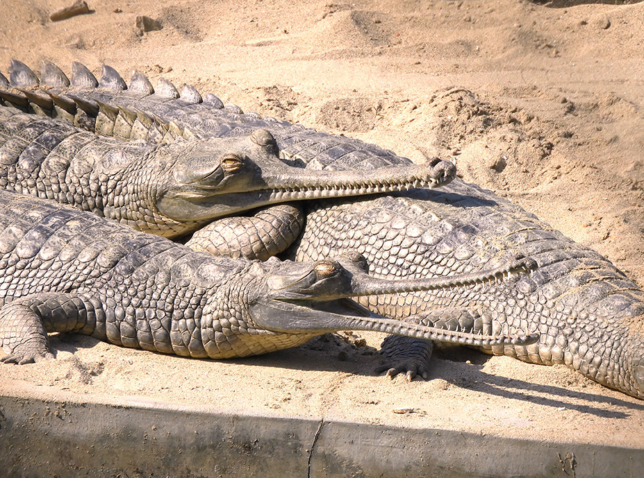   Coccodrilli gharial nel Parco Nazionale di Chitwan - Nepal