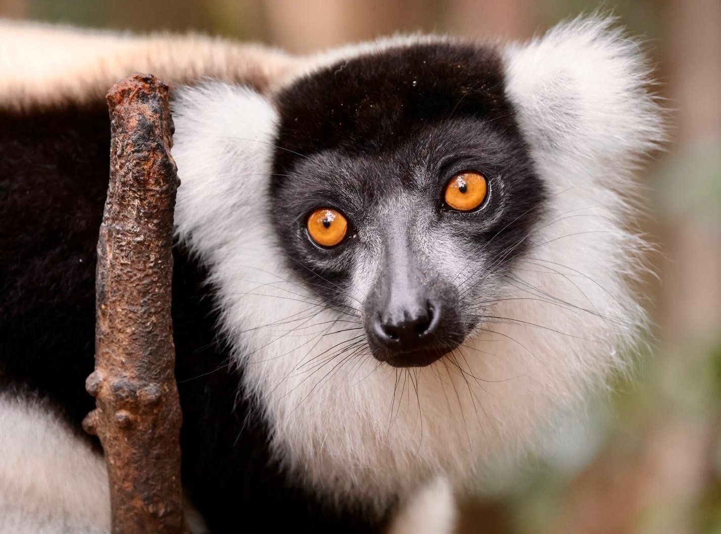 09 - Lemure Vari Bianconero - Madagascar