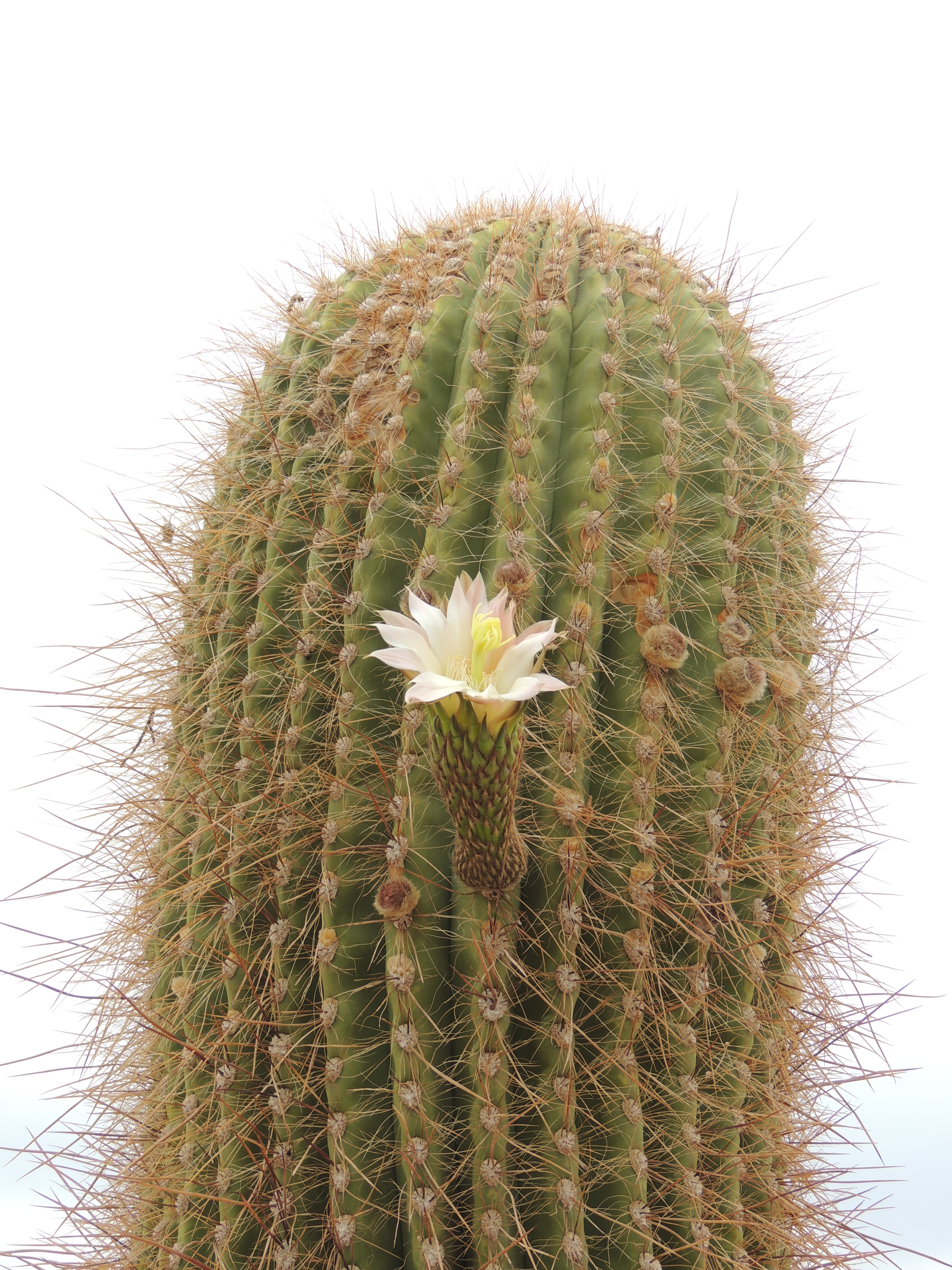 23 - Cactus