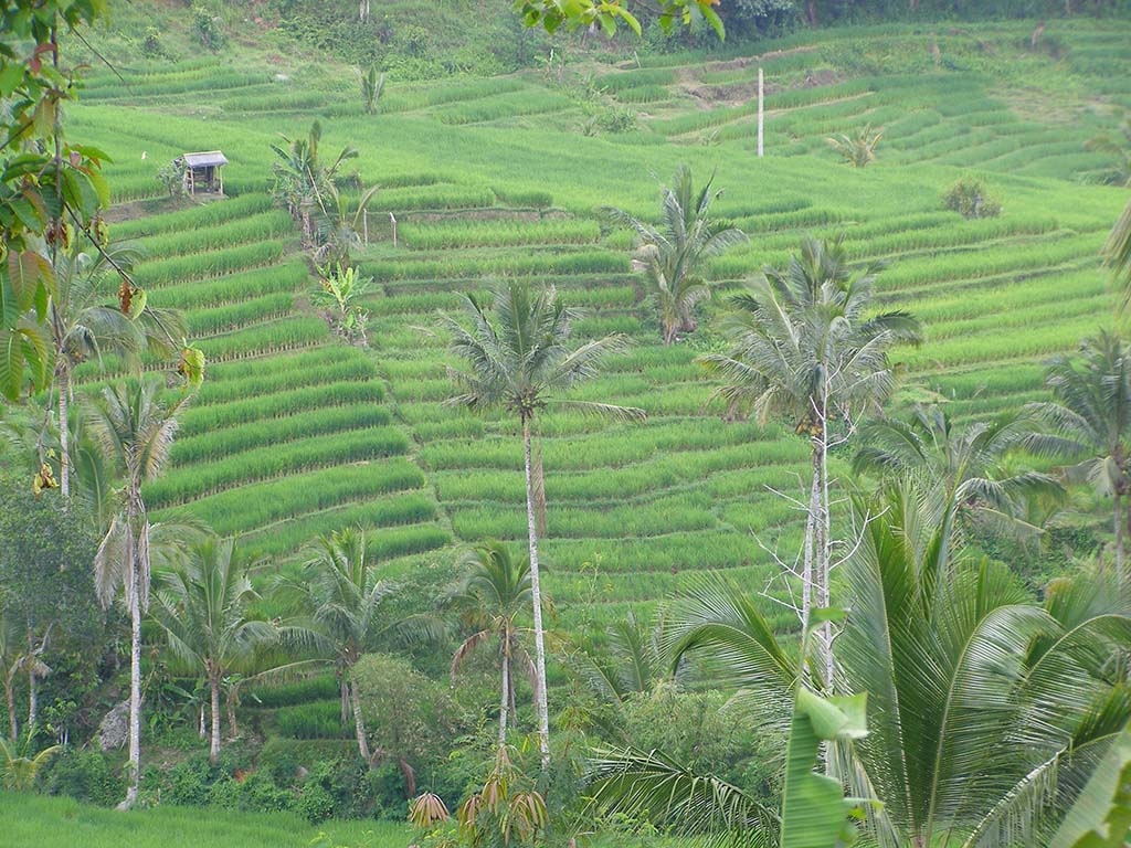 500 - Bali terrazze di risaie - Indonesia