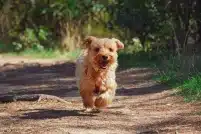 ANIMALI, IN VIGORE <br> LEGGE BRAMBILLA 
