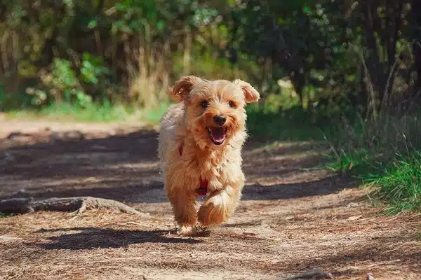 ANIMALI, PROPOSTA PD <BR> SU COSTI FARMACI 