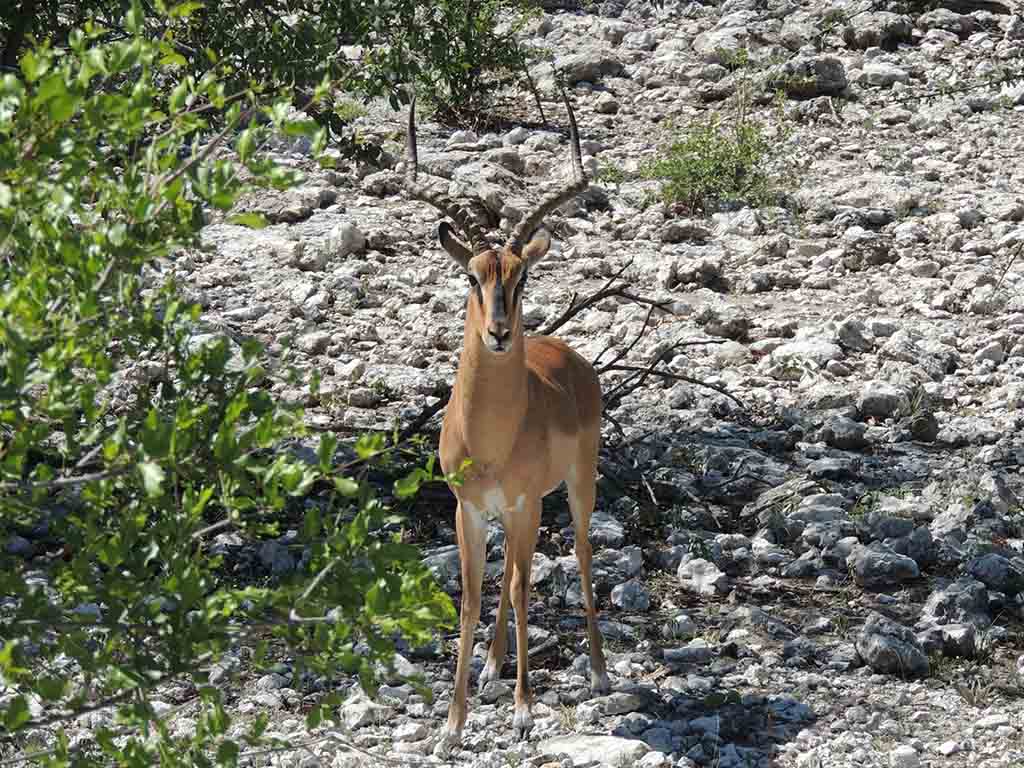 108 - Etosha National Park - Namibia